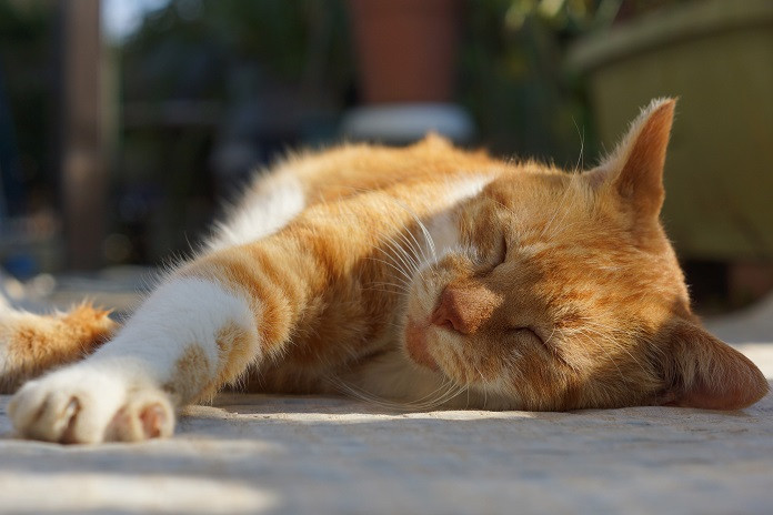 Słońce, sierść i szczęście: Korzyści dla kotów z wiosennych promieni